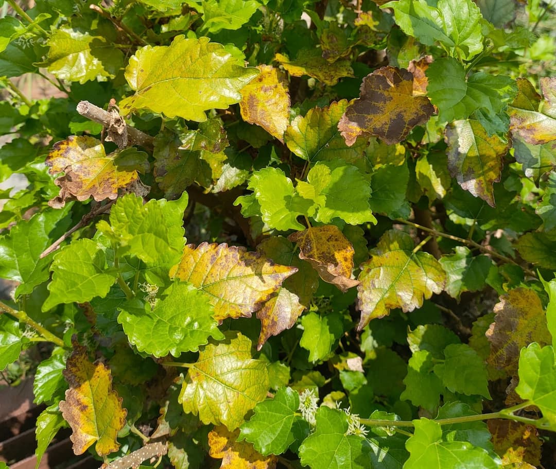 Pruning Away & Beginning Again